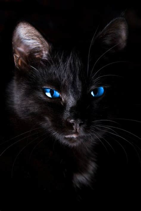 Black Cat | Chats adorables, Chats et chatons, Petit chat