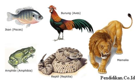 Jelaskan Apa Yang Dimaksud Hewan Vertebrata. - MAKSAD