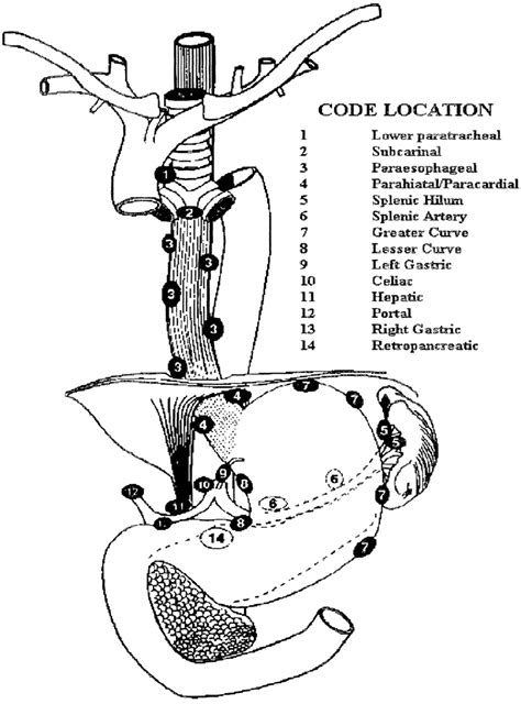 Lymph node staging map used to standardize node locations. | Download Scientific Diagram