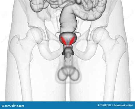 The seminal vesicles stock illustration. Illustration of medical - 155222370