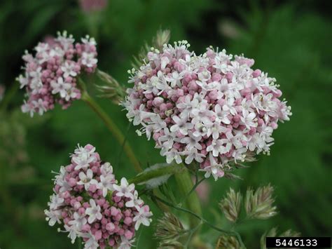 common valerian (Valeriana officinalis)