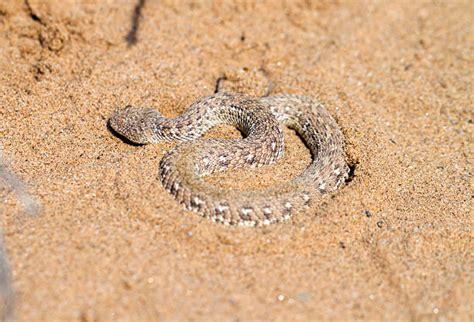 Sidewinder Rattlesnake Stock Photos, Pictures & Royalty-Free Images ...