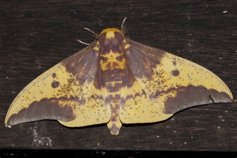 Eacles imperialis cacicus (Imperial Moth) male | Suriname: P… | Flickr