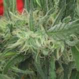 Chemex (de Jamaica Seeds) :: Info de Variedad