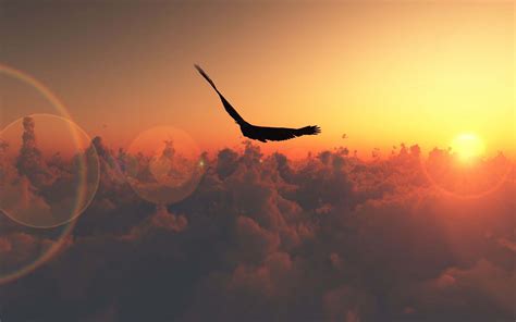 Eagle Sunset Wallpapers - 4k, HD Eagle Sunset Backgrounds on WallpaperBat