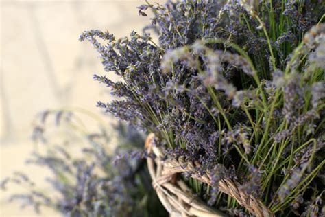 Lavender Festival, Cyherbia Botanical Park