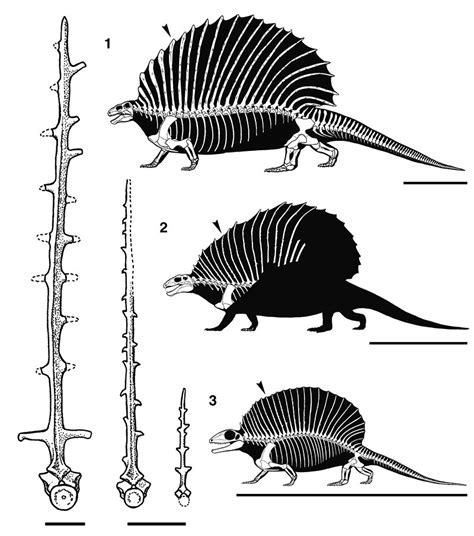 New eupelycosaur: Figures