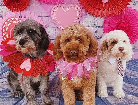 Cute Dog Valentine Photoshoot! in 2021 | Valentine photoshoot, Dog ...