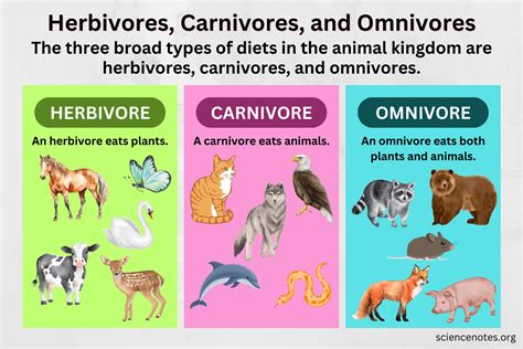 Herbivores, Carnivores, and Omnivores