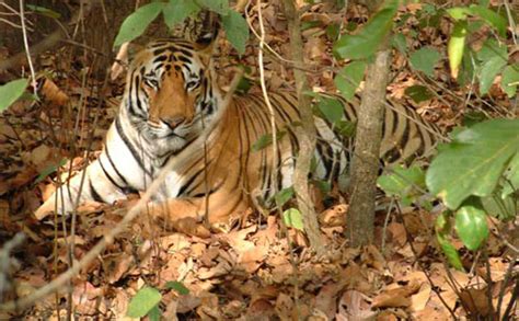 Top 5 Wildlife Sanctuaries in Odisha