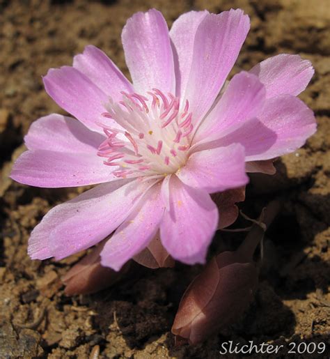 Bitterroot, Bitter-root: Lewisia rediviva var. rediviva (Synonyms ...