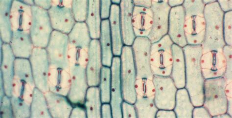 Monocot Leaf Epidermis - Science in the News