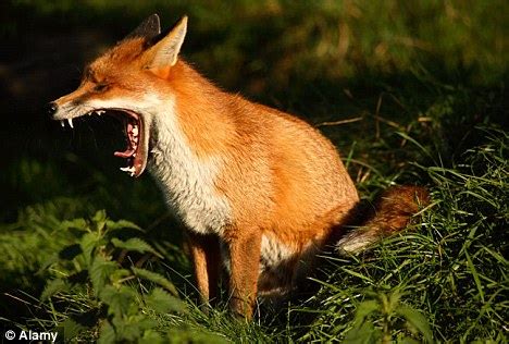 Fantastic Mr Urban Fox: The reason why our so-called pests are so at home in our cities | Daily ...