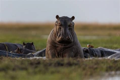 Canon EOS R3 for wildlife photography - Pangolin Photo Safaris