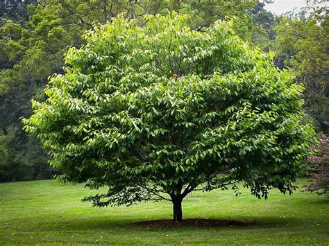 Pin on Trees