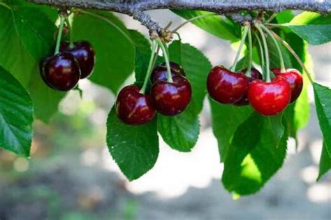 The Amazing Bing Cherry Tree - Minneopa Orchards