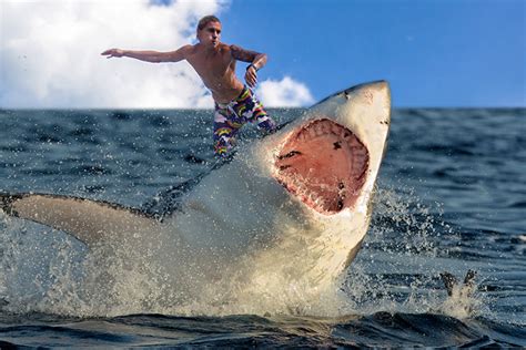 Is Shark Surfing Safe? Hamptons Police Investigate – Dan’s Papers