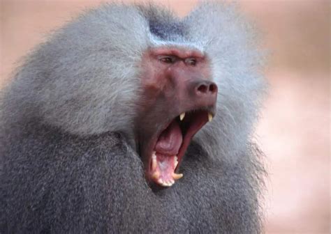 Baboon Behavior - AnimalBehaviorCorner