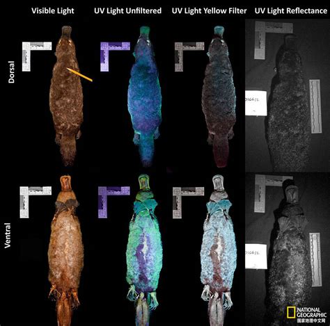 不可思议的鸭嘴兽：皮毛能发光_荧光_研究_生物