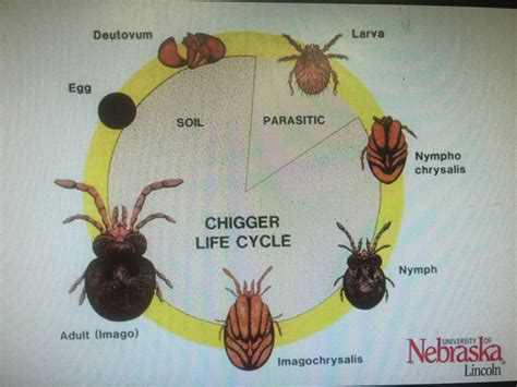 Are Chiggers The Same As Bed Bugs - wall bed sed montonca