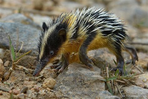 Lowland Streaked Tenrec from Mantadia, Mantadia, Alaotra-Mangoro, Toamasina, Madagascar on ...