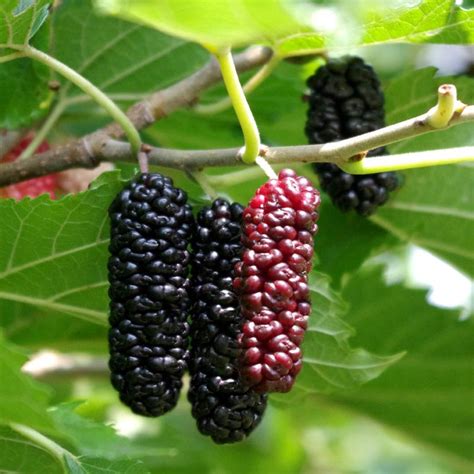 Berries That Grow On Trees - The 6 Most Popular Berry Trees