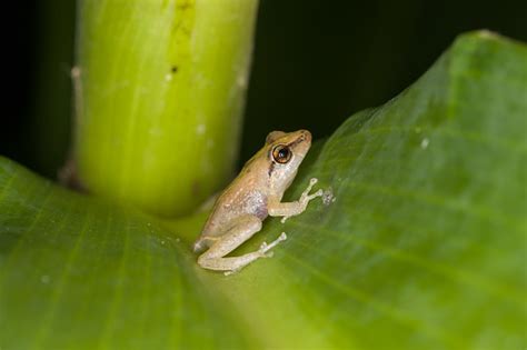 Tiny Coqui Frog On A Leaf In Hilo Hawaii Stock Photo - Download Image ...