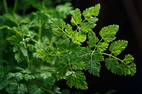 Growing Chervil: Varieties, Planting Guide, Caring, and Harvesting This Classic Herb