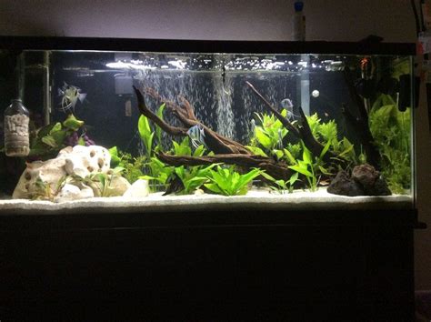 55 Gallon Tank Setup - Din Aquarium Fish