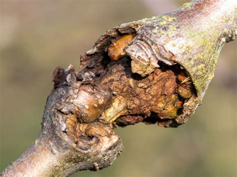 Fixing Tree Canker - How To Control Cankers On Fruit Trees