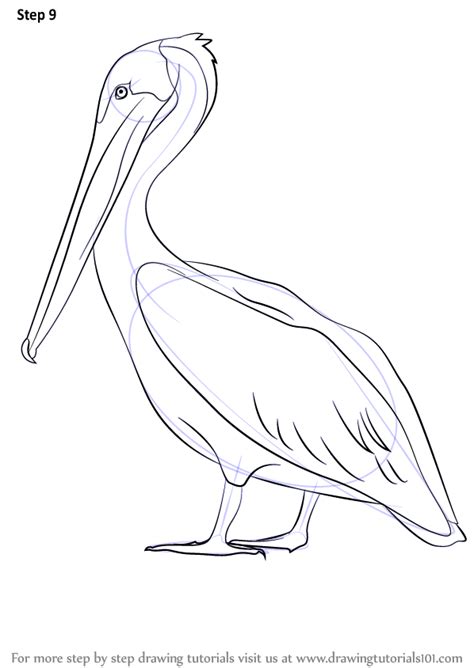 Draw a pelican | Pelican art, Pelican drawing, Drawings