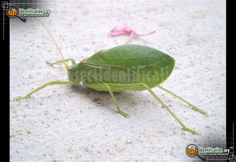 Katydid