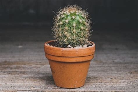 Aprende a cuidar tus plantas suculentas y cactus