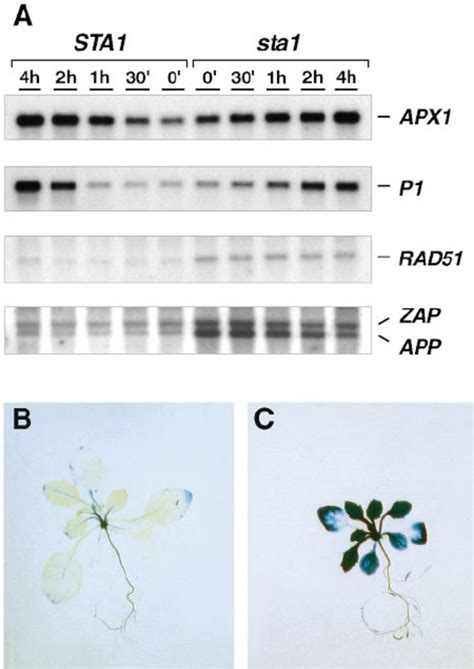 Gene Expression Analysis. | Download Scientific Diagram