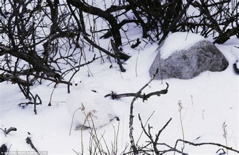 Camouflaged Animals. Animals hiding in plain sight. : r/pics