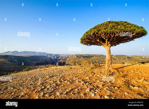 Dracaena cinnabari (the Socotra dragon tree) (dragon blood tree ...