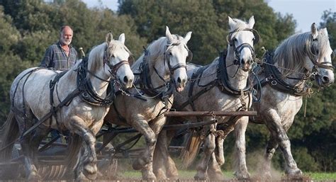 Farmer Lives Yesterday With His Percheron Teams | One Day ...