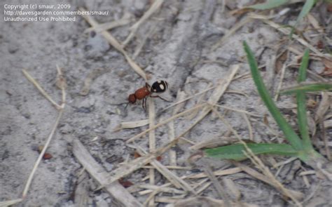 Insect and Spider Identification: CLOSED: What kind of ant is this?, 1 ...