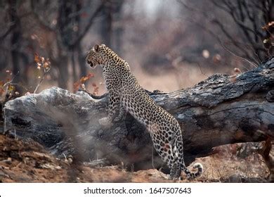 African Leopard Hunting Prey Stock Photo 1647507643 | Shutterstock