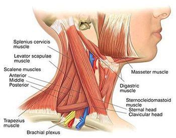 Neck Spasms: Symptoms, Causes, Treatment | Redefine Healthcare