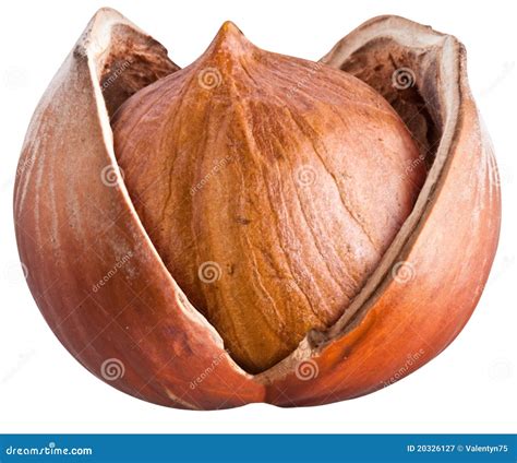 Open filbert nut stock image. Image of frond, close, organic - 20326127