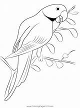 Indian Ring Neck Parrot Coloring Page For Kids  Free Parrots Printable sketch template