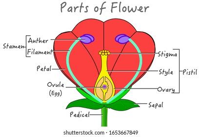 Flower Parts Diagram Explanations Red Green Stock Vector (Royalty Free ...