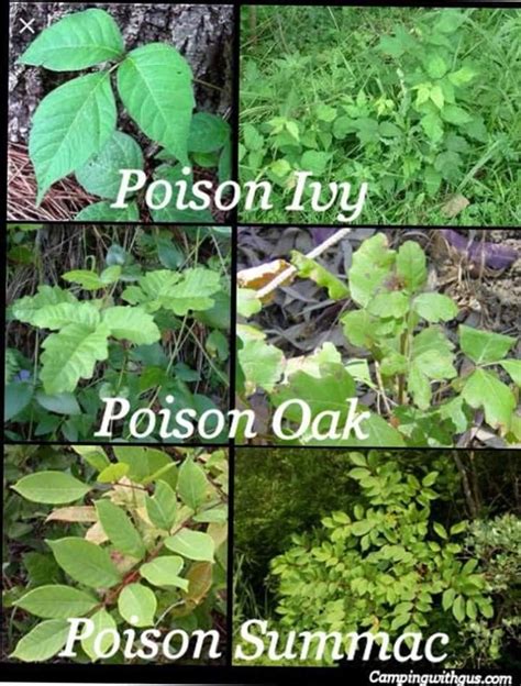 Pin by Ruth Church on Plant / Tree Identification | Poison ivy plants, Survival life, Survival ...