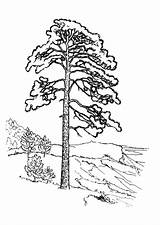 Pine Tree Coloring Pages Trees Line Drawing Colouring Clipart Printable  sketch template