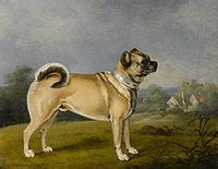 Pug – Wikipédia, a enciclopédia livre