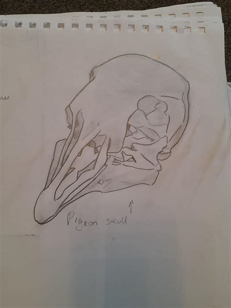 My sketch of a pigeon skull! : r/pigeon