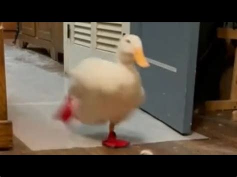 Duckling Running Gif