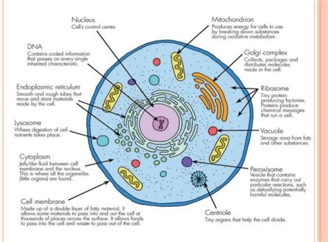 Cell: Structure & Function