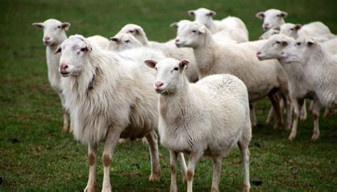 Finnsheep Sheep Breed – Everything You Need to Know